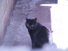猫様