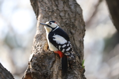 アカゲラ