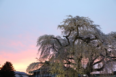 北斗桜回廊しだれ桜