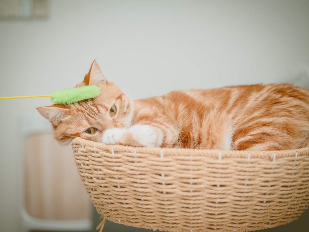 カルビ猫