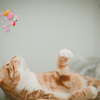 カルビ猫