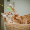 カルビ猫