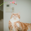 カルビ猫