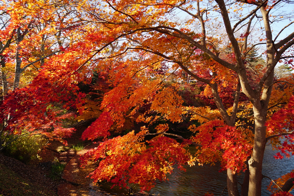 棚倉城址の紅葉