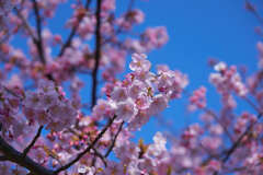 早咲きの桜　その２