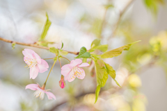 桜愛