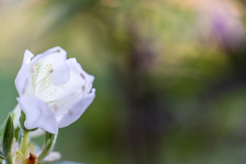 いろんな花が咲く。