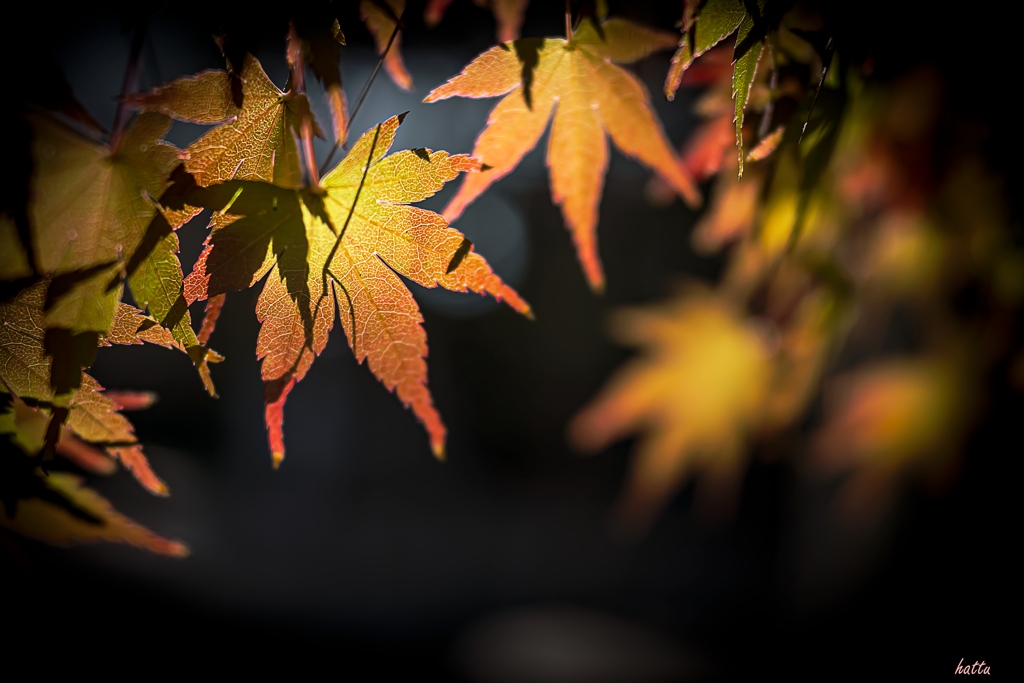 ひっそりと紅往く