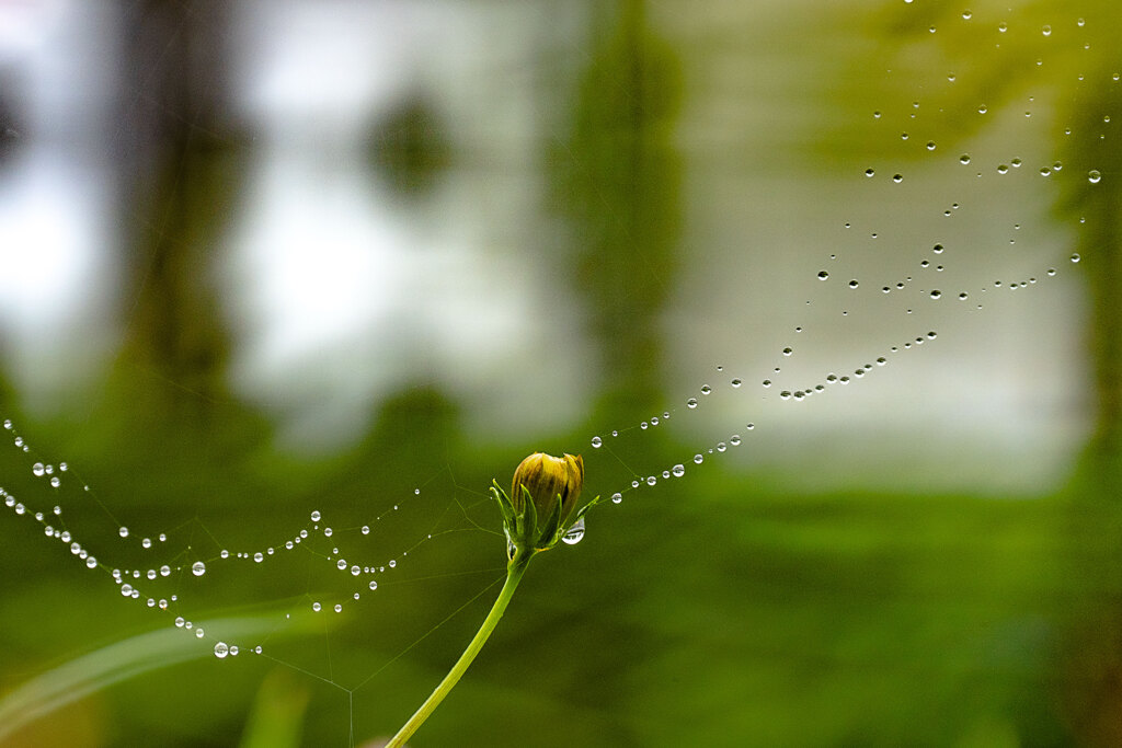水の玉。