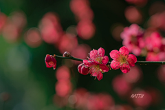 お写歩【梅】