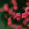 お写歩【梅】