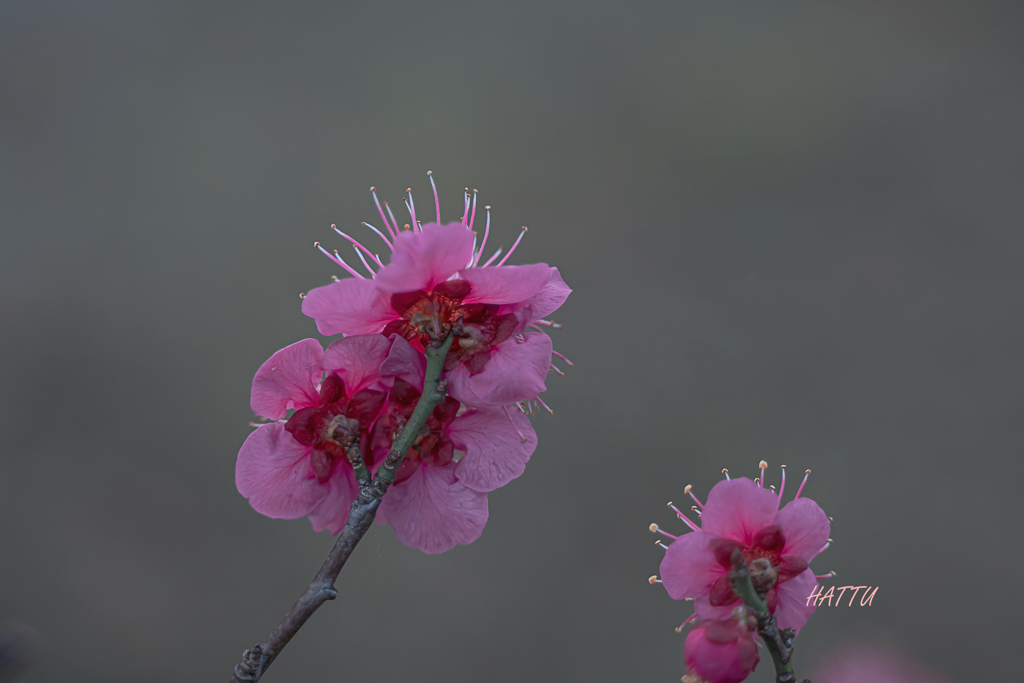 蕊三昧　そのⅡ