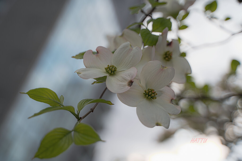 ハナミズキの花