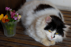 猫と花