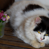猫と花