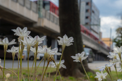 電車と花。