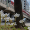 電車と花。