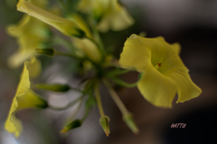 目を閉じるように蕾む花