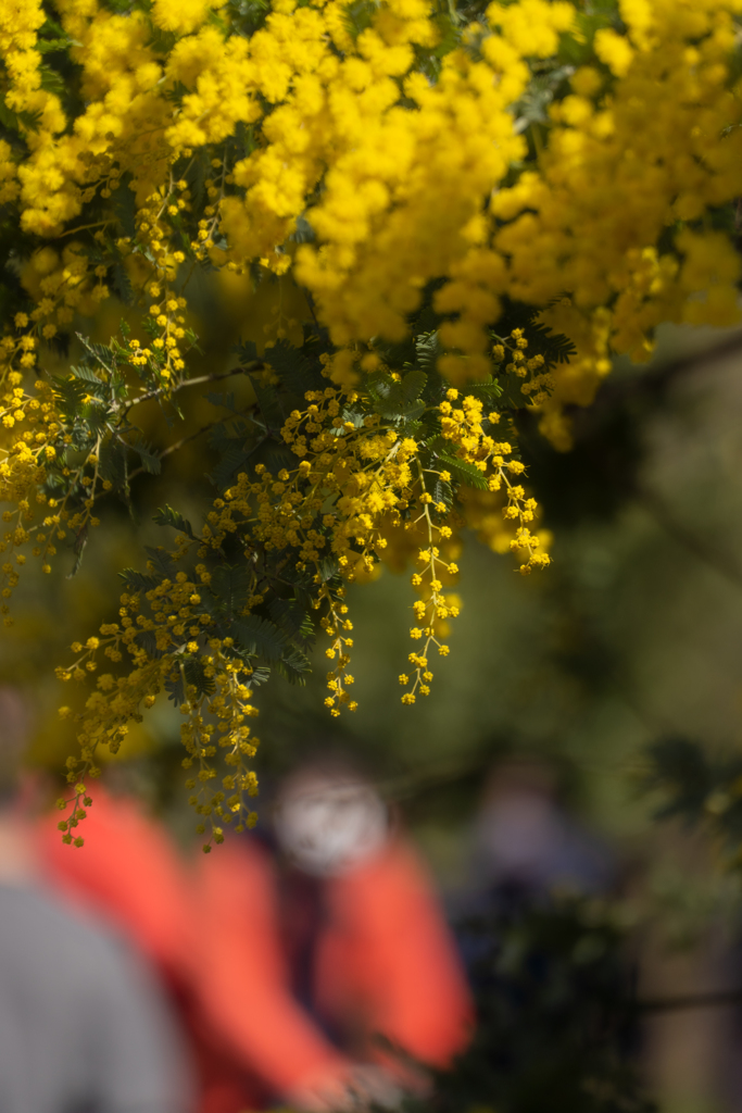 allergy。