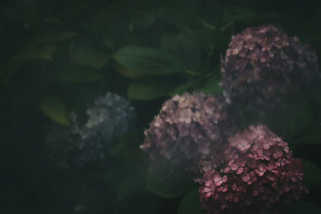 in the rain