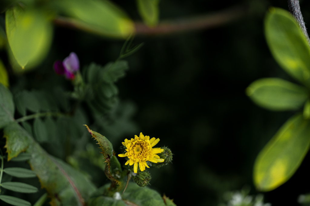 利尿効果のある花。