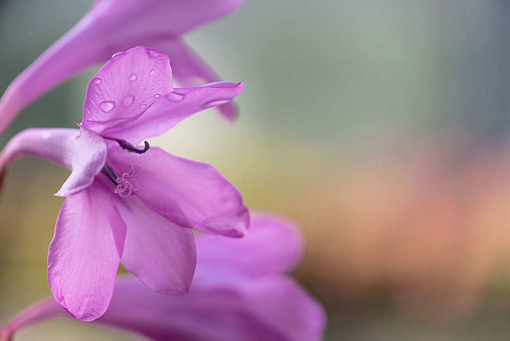 生きてる花と生身のわたし By Hattu Id 写真共有サイト Photohito