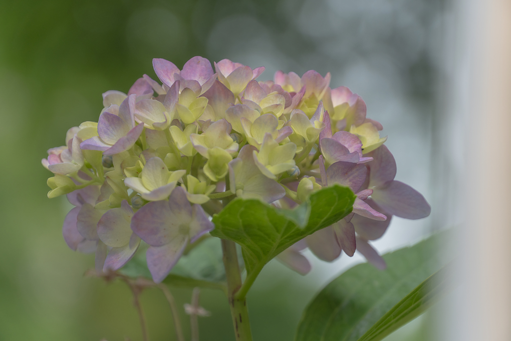 近くの紫陽花。