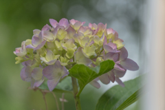 近くの紫陽花。