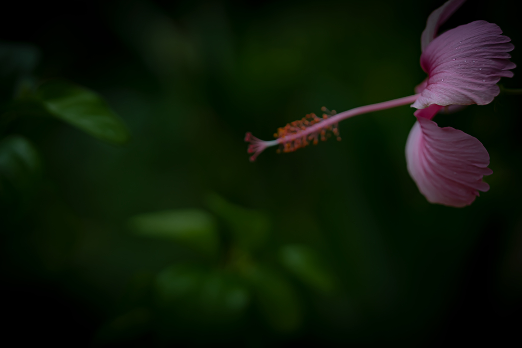 羽ばたく花びら