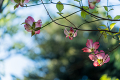 いつかの花。