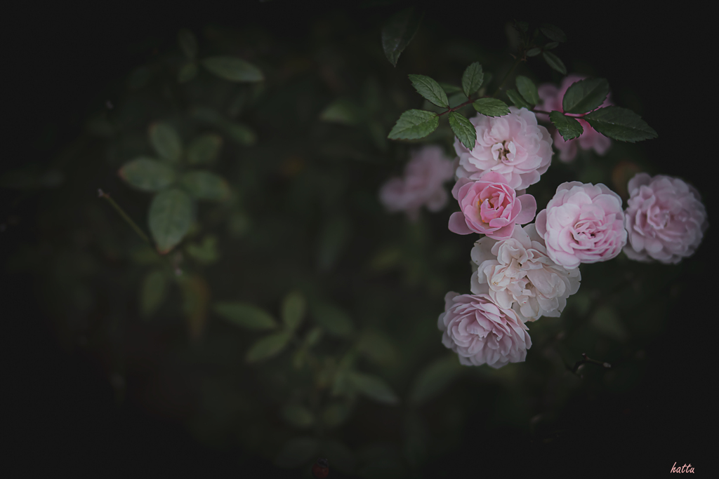 Stop and smell the roses…