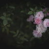 Stop and smell the roses…