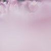 春の花　Tulip