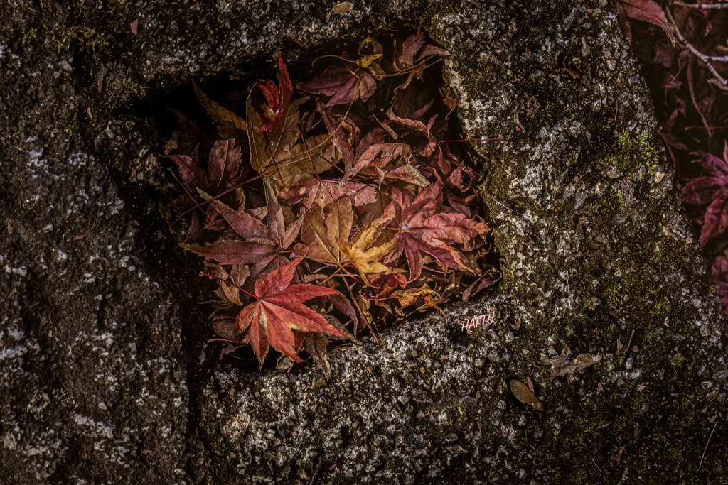 Autumn leaves