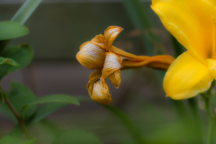 終わりかけの花。