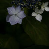 家族みたいにならぶ花