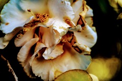 damaged flower.