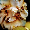 damaged flower.