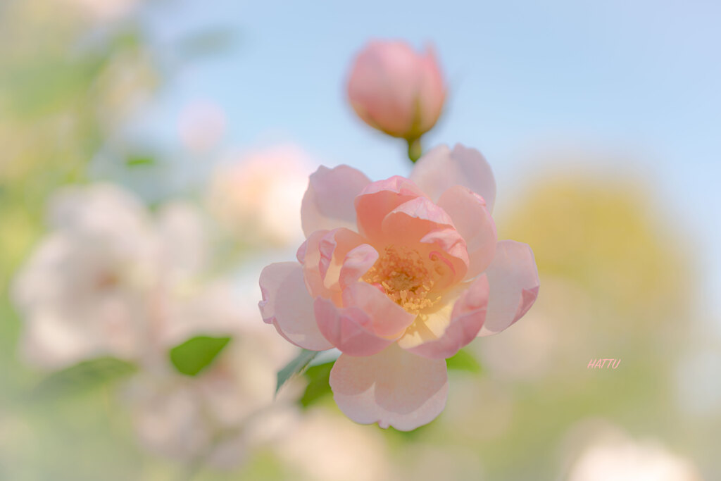 Roses