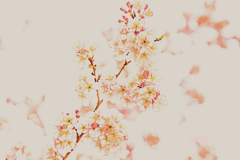 思い出のなかの桜