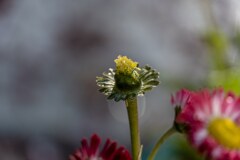 花びらがなくても。。