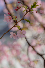 桜love