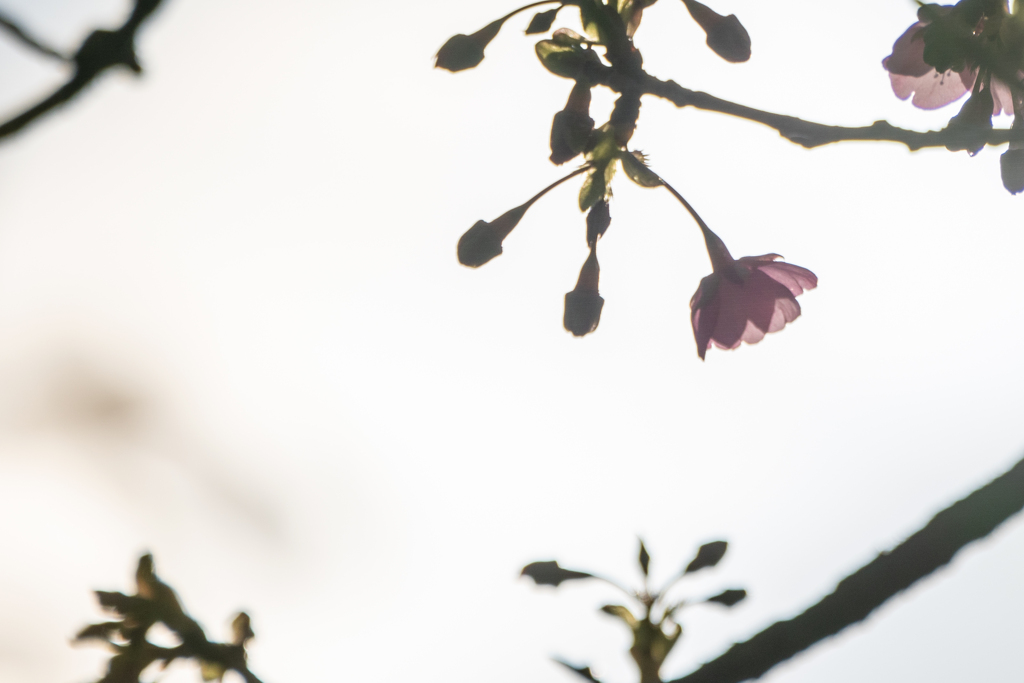 掠れ桜。