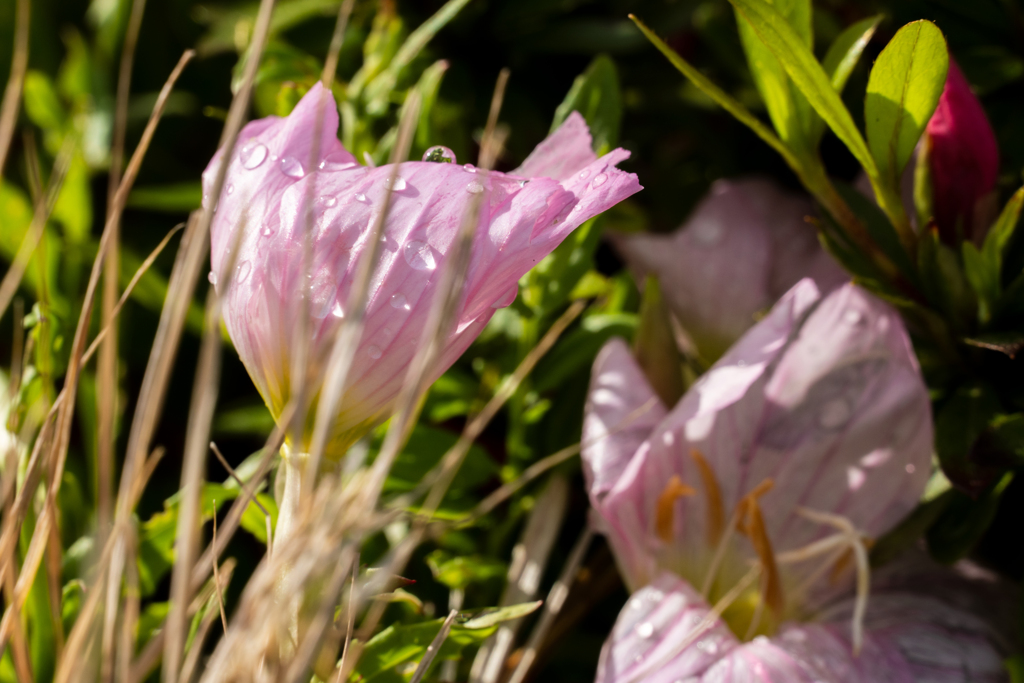花は花だけど、わたしが花ならどんな花。