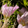 花は花だけど、わたしが花ならどんな花。