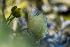 背伸びの薔薇。