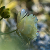 背伸びの薔薇。