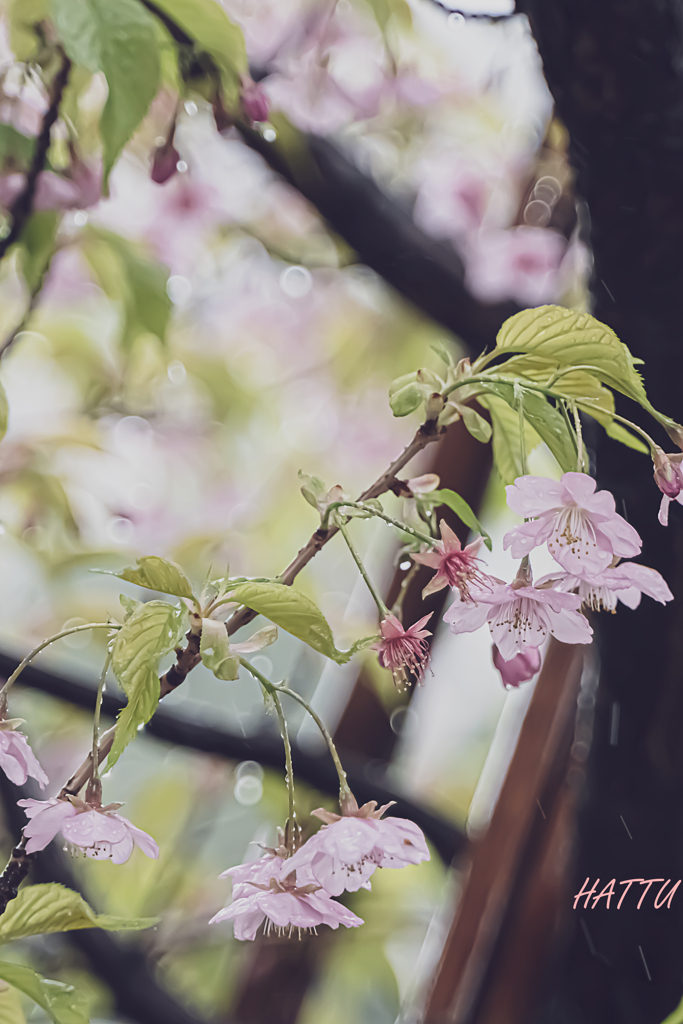 桜と雨