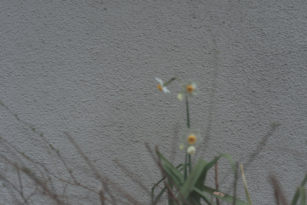不出来な写真と私の人生