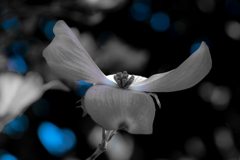 blue hearts